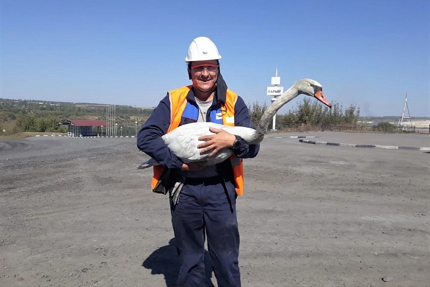 Работники Лебединского ГОКа спасли лебедя