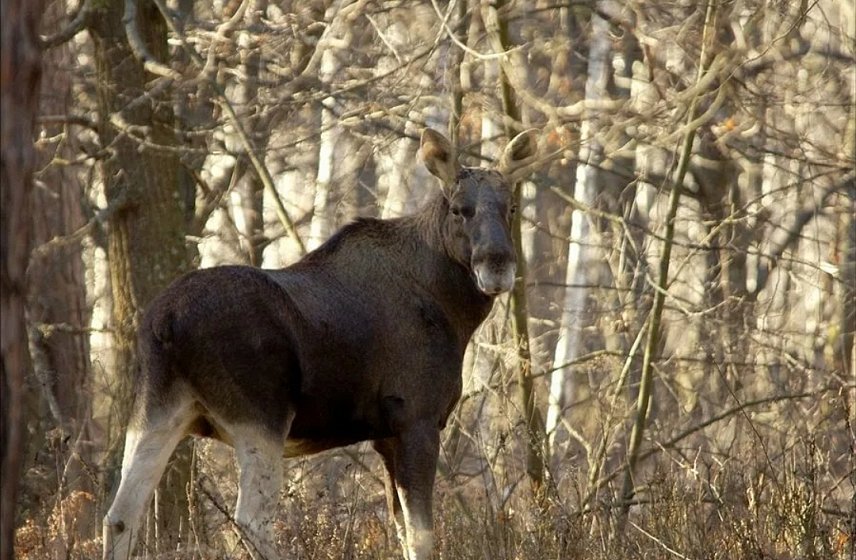 В Белгородской области стало меньше лосей, кабанов и волков