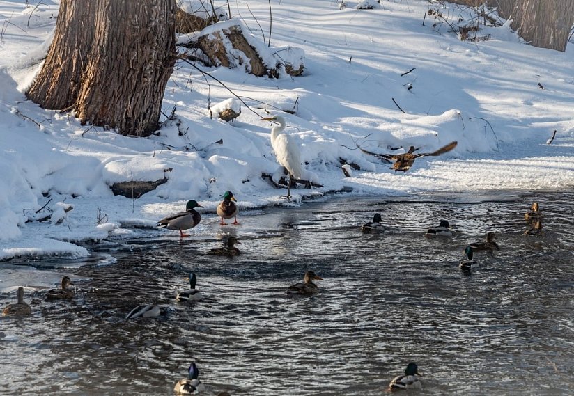 Белая цапля осталась зимовать в Губкине