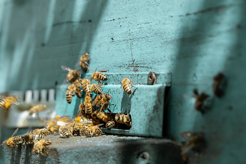 Фермер из Губкина получил 350 тысяч рублей за гибель пчёл