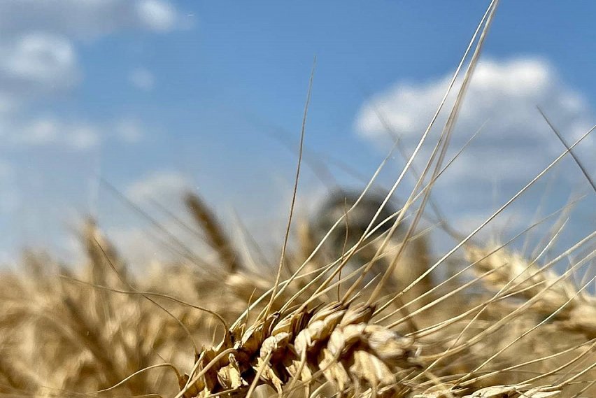 В Белгородской области завершили уборку озимой и яровой пшеницы