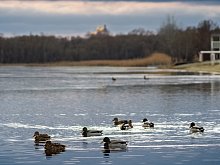 Пересчитать водоплавающих птиц на прудах и реках предлагают губкинцам орнитологи 