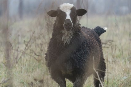23-летний житель Губкина украл и съел чужую овцу