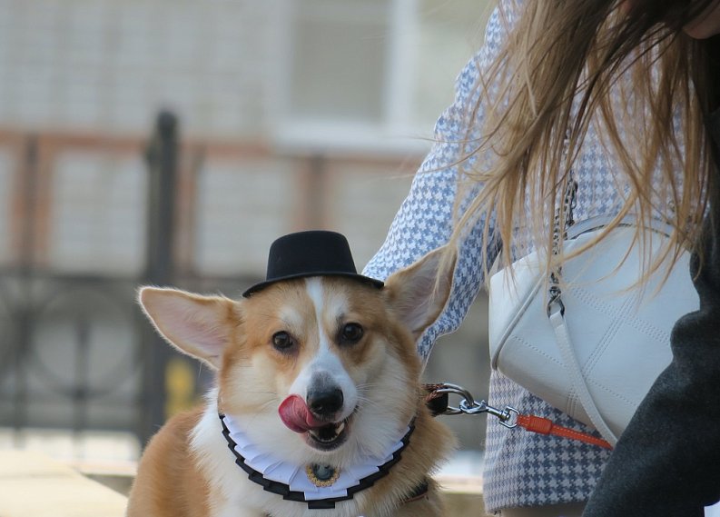 Кошки, собаки и летучая мышь: в Губкине прошёл фестиваль любви к животным