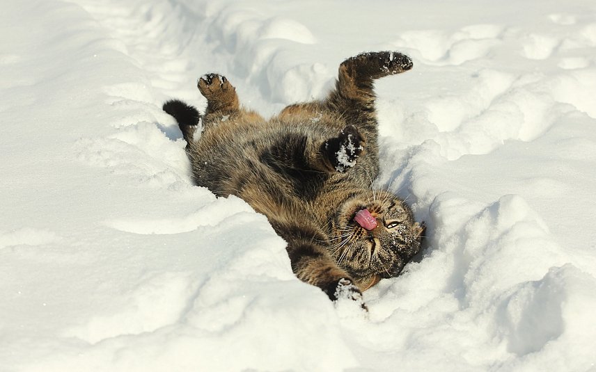 Моё зимнее детство: глубина снега измеряется не в сантиметрах, а в …кошках