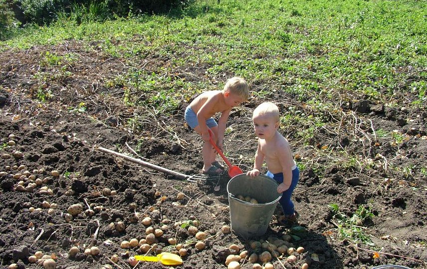 Россельхознадзор опроверг слухи о штрафах за выращивание картофеля из своего посадочного материала