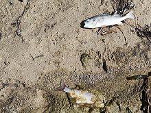 Россельхознадзор: рыба в Старооскольском водохранилище заражена паразитами 