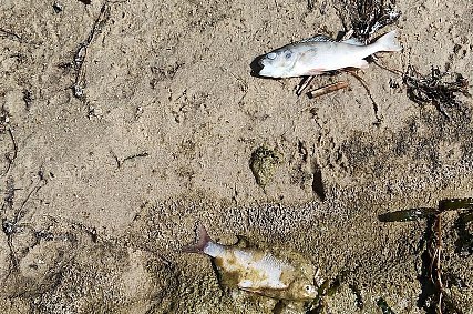 Россельхознадзор: рыба в Старооскольском водохранилище заражена паразитами 