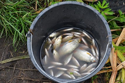 В рыбе из Старооскольского водохранилища нашли личинки опасных для здоровья человека паразитов 