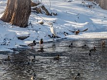 Белая цапля осталась зимовать в Губкине