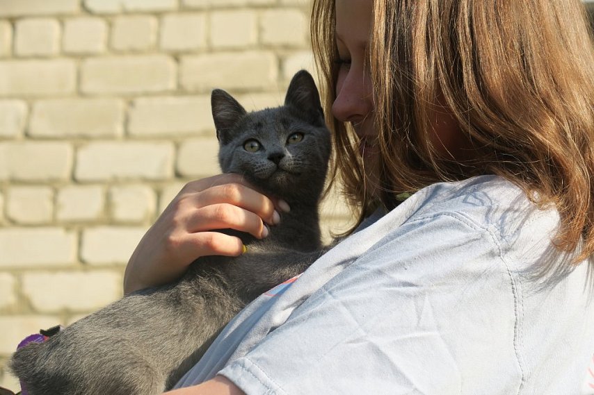 Добрый фестиваль с выставкой-раздачей пройдёт в Губкине в День бездомных животных