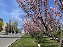 Губкинцев предупреждают о ночных заморозках в последние дни апреля