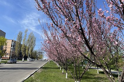 Губкинцев предупреждают о ночных заморозках в последние дни апреля