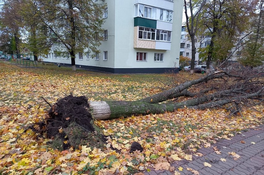 В Белгородской области продолжится ветреная погода