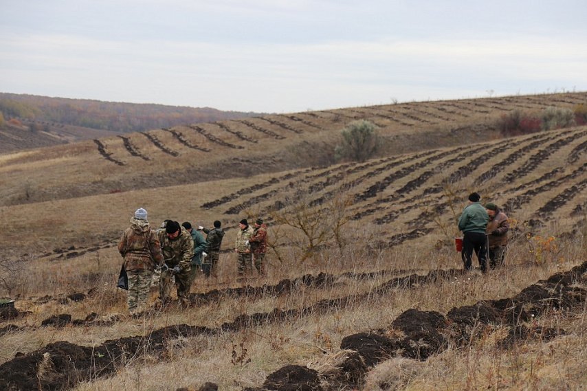 В Губкинском округе озеленят 88 гектаров пустующих земель