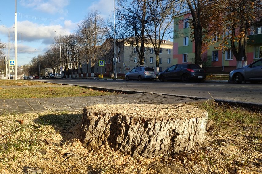 В Калуге высадят новые деревья на улице Ленина