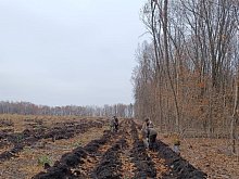 Новую дубраву заложили в Губкинском округе