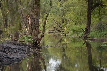 В Губкине начали чистить ещё один участок реки Осколец