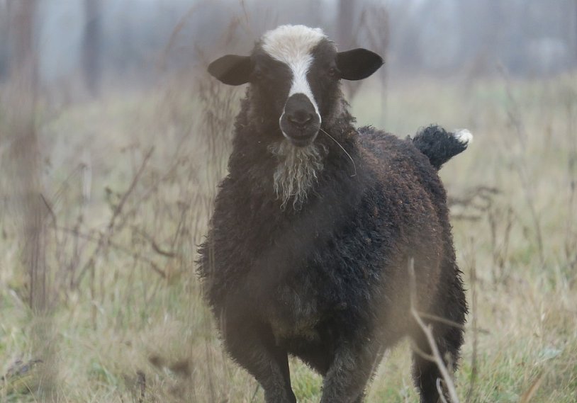 23-летний житель Губкина украл и съел чужую овцу