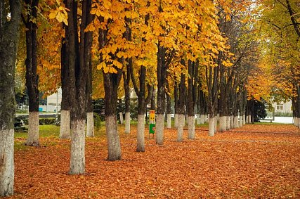 Жёлтый уровень террористической опасности в Белгородской области продлили до 7 ноября