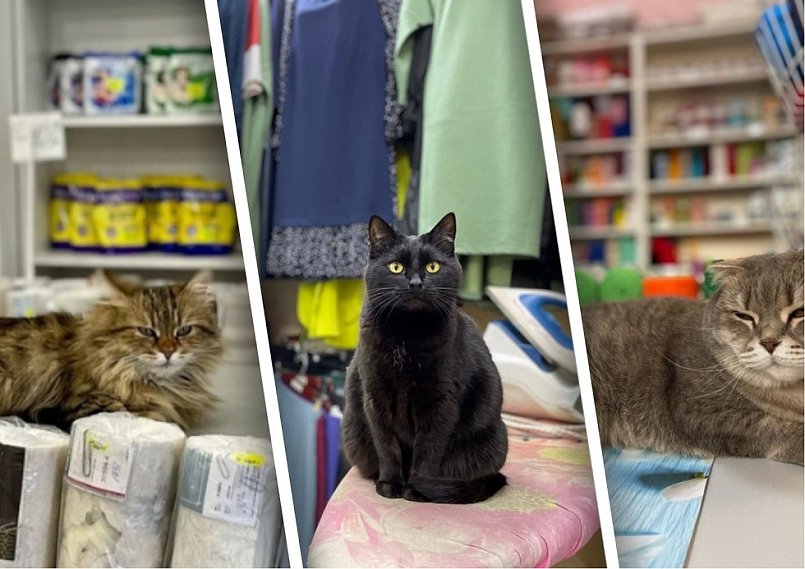 МУРкетинговый ход. Как кошки становятся «работниками» магазинов в Губкине