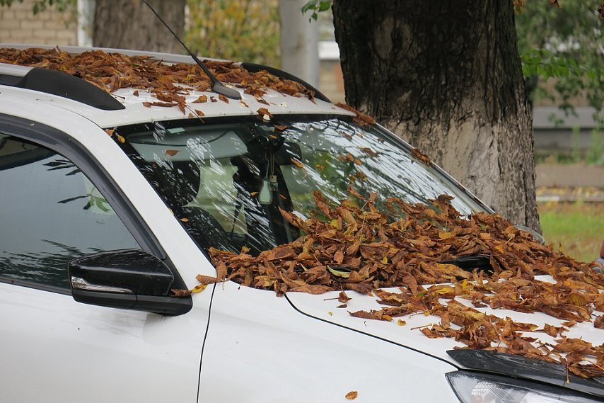 Один из самых доступных полисов ОСАГО — в Белгородской области