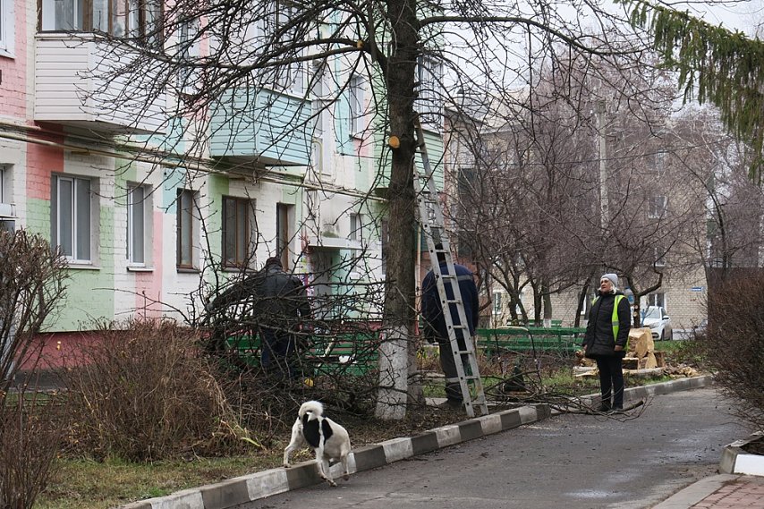 В Губкине вырубают сухие деревья