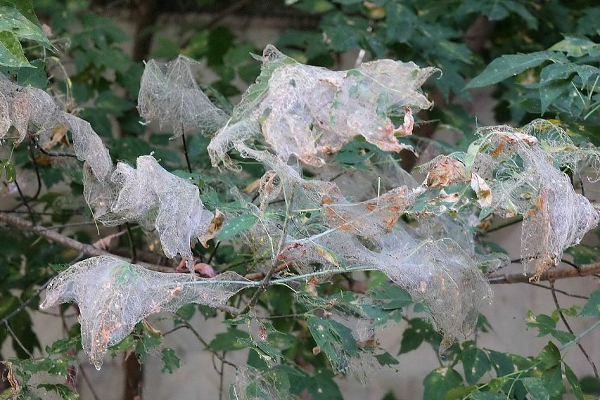 В паутине: губкинские деревья уничтожают опасные гусеницы 