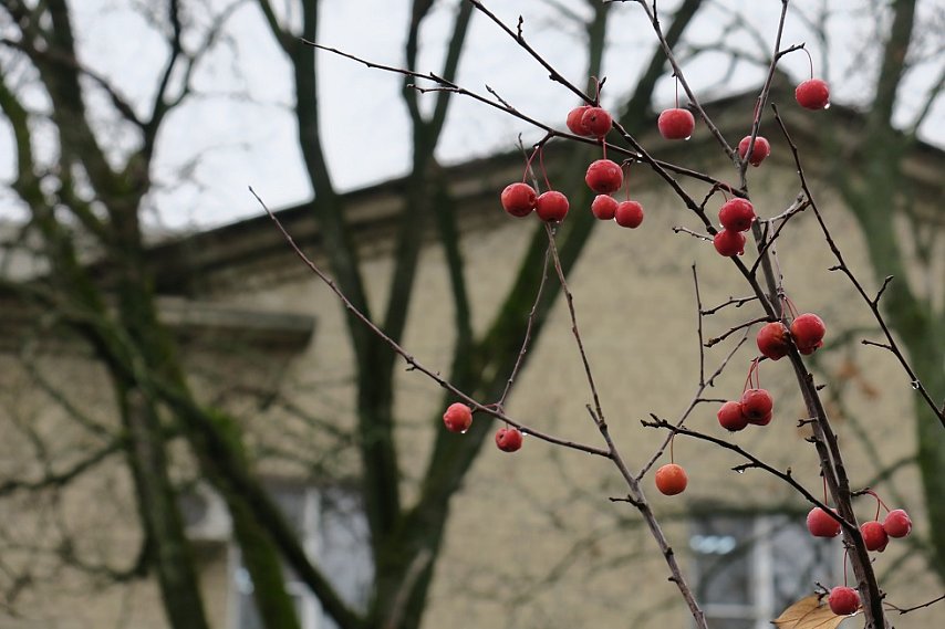 Гололедица и снег с дождём ожидаются в Белгородской области