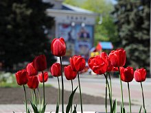 В апреле в Губкине распустятся около 37 тысяч тюльпанов