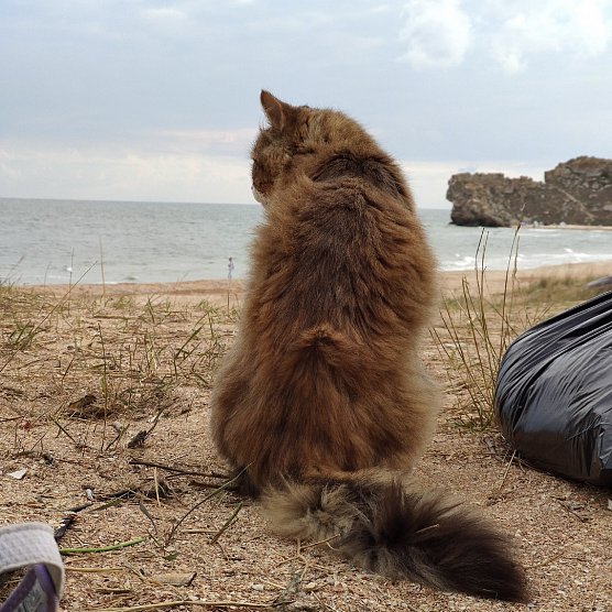 18-летний кот из Губкина совершил путешествие по югу России