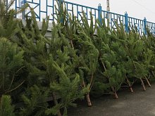 Ёлочные базары в Губкине начнут открывать с 15 декабря