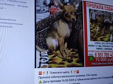 899 собак и 993 кошки пропали за год в Белгородской области