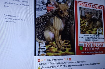 899 собак и 993 кошки пропали за год в Белгородской области