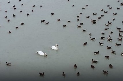 Лебединцы лебедей не бросают. Куда переместили птиц, которые приземлились в карьер Лебединского ГОКа?