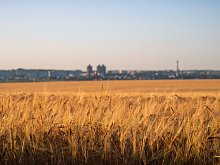 Уборочная кампания стартовала в Губкинском округе