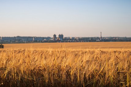 Уборочная кампания стартовала в Губкинском округе