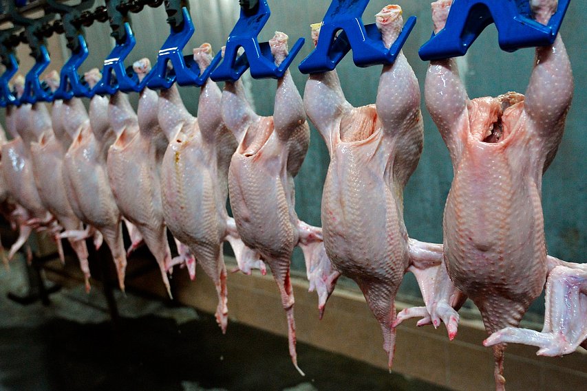 Белгородская область начнет экспортировать мясо птицы в Саудовскую Аравию