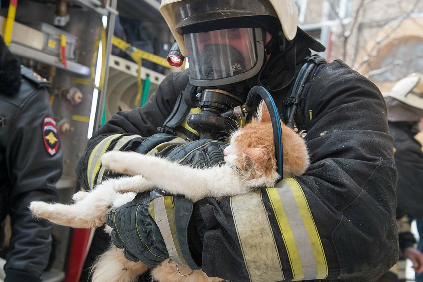 Дайджест новостей страны: от пожарных, откачавших котов – до дворняги, спасшей людей