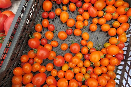 В Белгородской области в октябре стал дешевле зарубежный отдых, но подорожали овощи и яйца