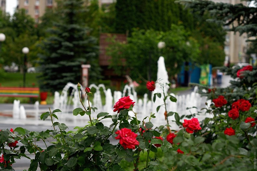 Куда сходить в день 80-й годовщины Прохоровского танкового сражения в Губкине