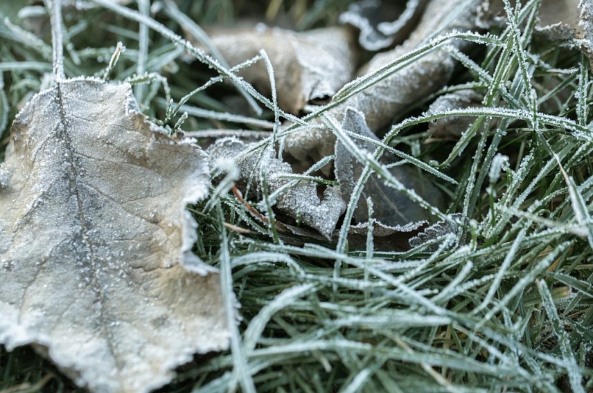 Температура воздуха в Белгородской области опустится до 3 градусов мороза 