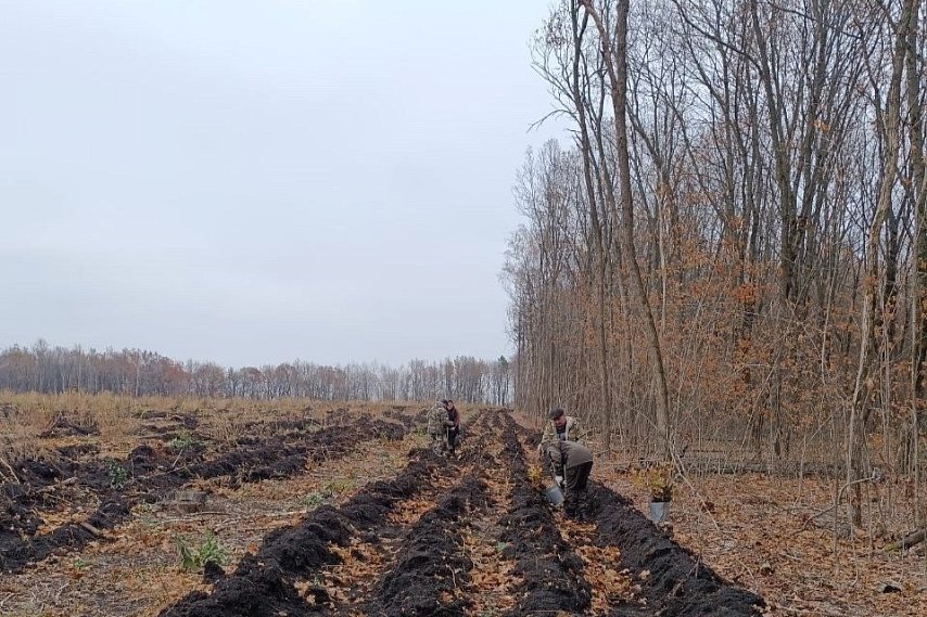 Новую дубраву заложили в Губкинском округе