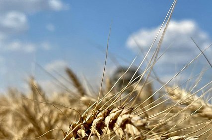 В Белгородской области завершили уборку озимой и яровой пшеницы