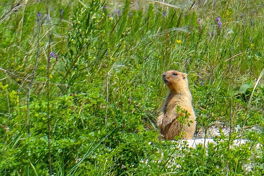 Губкинский округ в лидерах по численности сурка-байбака