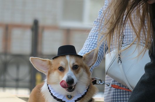 Кошки, собаки и летучая мышь: в Губкине прошёл фестиваль любви к животным