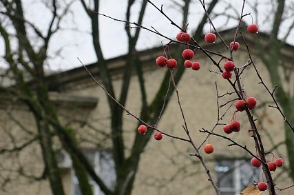 Гололедица и снег с дождём ожидаются в Белгородской области