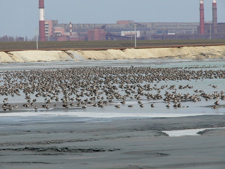 На Лебединском ГОКе обосновалось 14 тысяч диких гусей