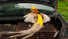 Выставка голубей и других пернатых в Губкине