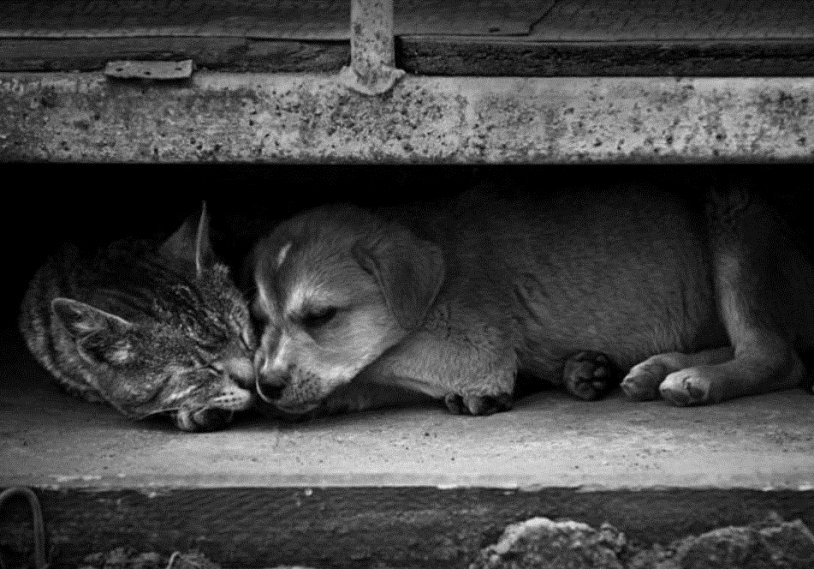 Губкинцам напомнили правила отлова бездомных животных